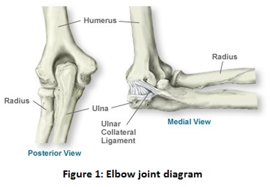 elbow joint — Traducere în română - TechDico