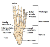 Rheumatoid Arthritis RA Foot health | Rheumatoid Arthritis Foot Pain