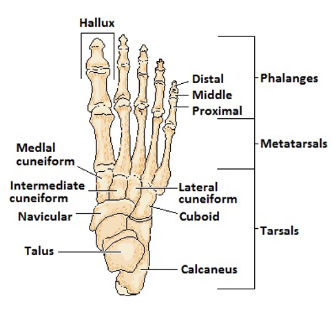 Rheumatoid Arthritis RA Foot health | Rheumatoid Arthritis Foot PainNRAS