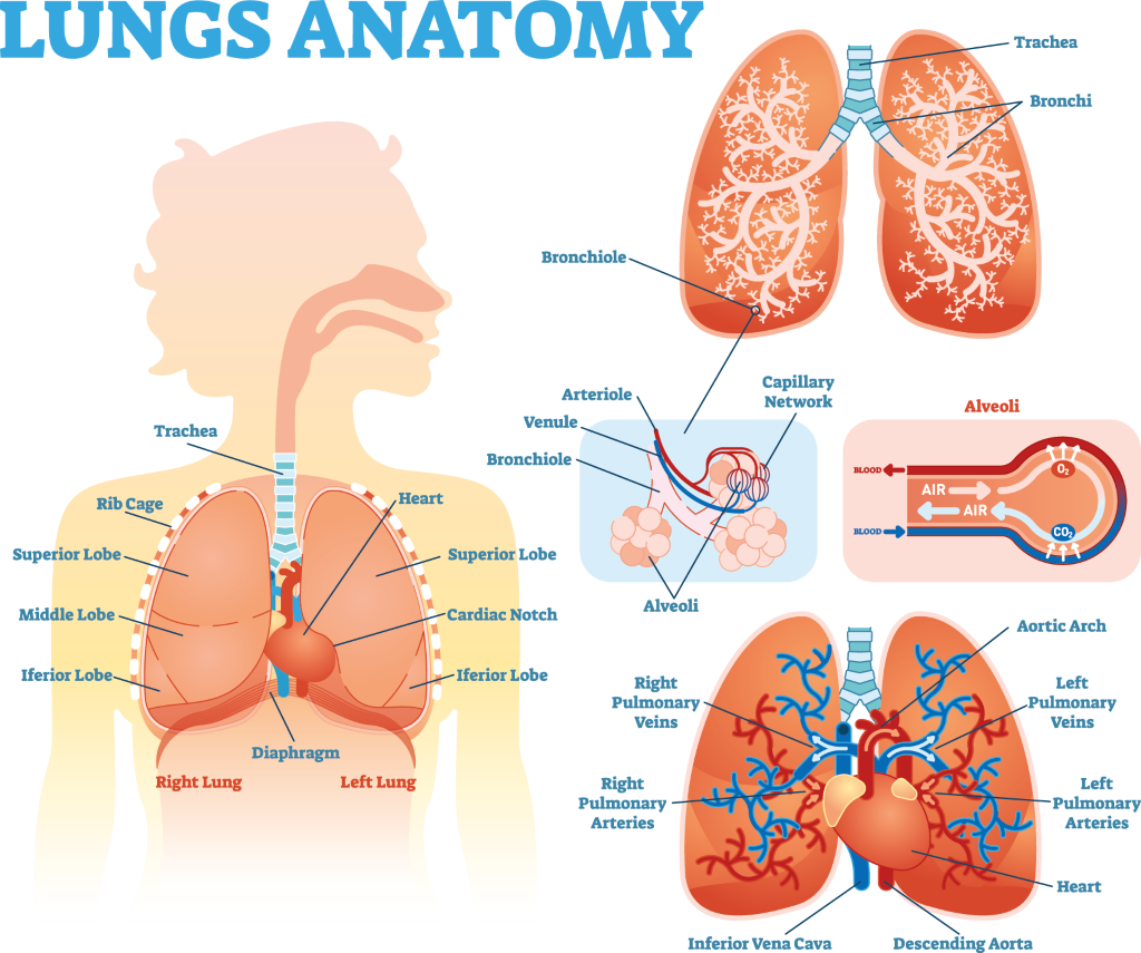 Lung anatomy diagram