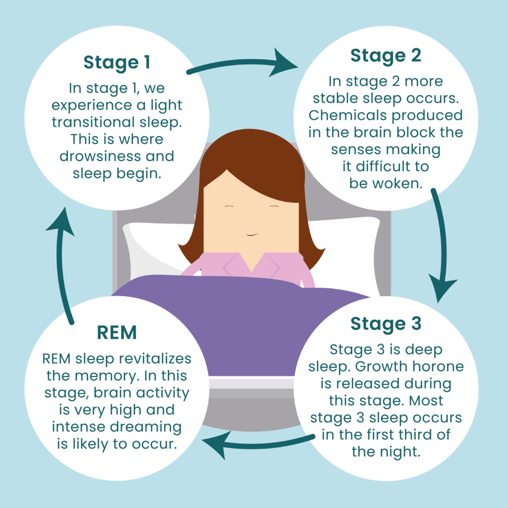 Figure 1. Sleep cycles.
